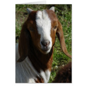 Boer Goat (Vorne)