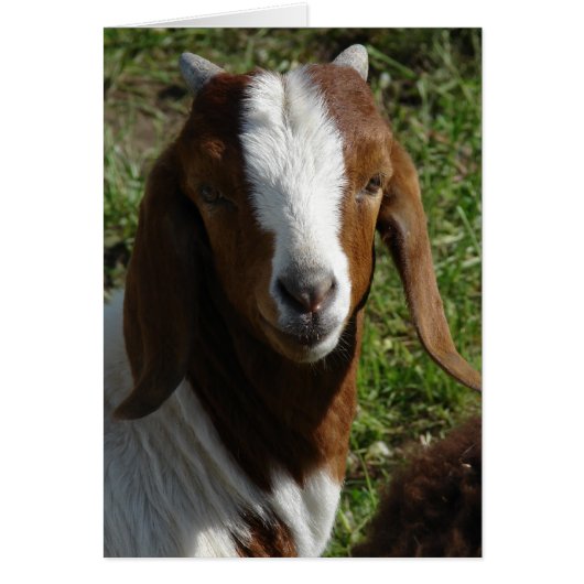Boer Goat (Vorne)