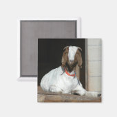 Boer Goat Nanny Doe Magnet (Vorderseite/Rückseite)