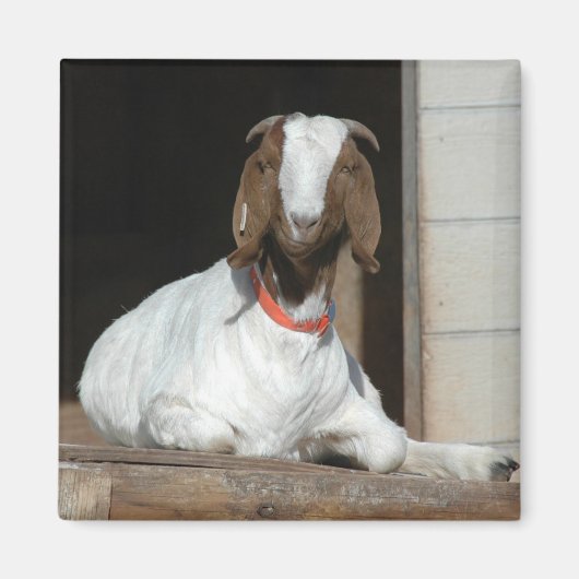 Boer Goat Nanny Doe Magnet (Vorne)