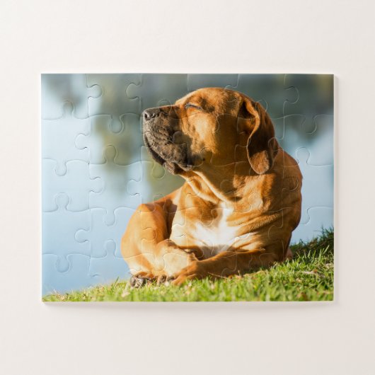 Boerboel Dog genießt die Sonne Puzzle (Horizontal)