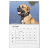 Boerboel Hundekalender Kalender (Feb 2027)
