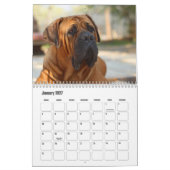 Boerboel Hundekalender Kalender (Jan 2027)