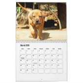 Boerboel Hundekalender Kalender (Mär 2026)