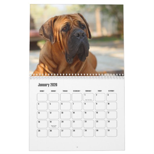 Boerboel Hundekalender Kalender (Jan 2026)