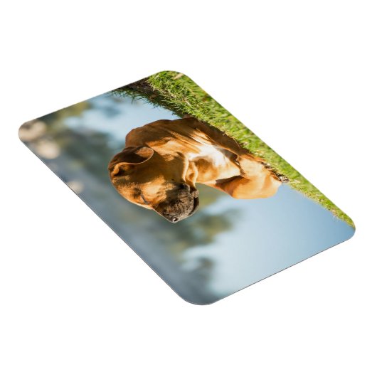 Boerboel Magnet (Rechte Seite)