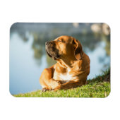 Boerboel Magnet (Horizontal)