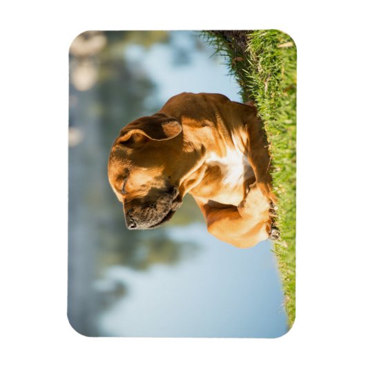 Boerboel Magnet (Vertikal)