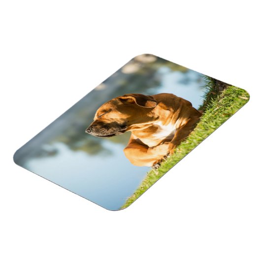 Boerboel Magnet (Linke Seite)