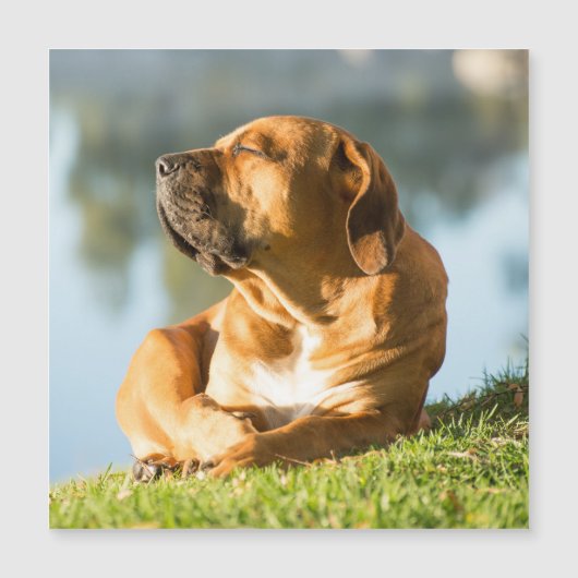 Boerboel-Magnetkarte Magnetkarte (Vorderseite)