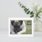 Boerboel Postcard Postkarte (Stehend Vorderseite)