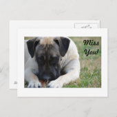 Boerboel Postcard Postkarte (Vorne/Hinten)