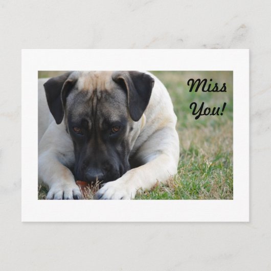 Boerboel Postcard Postkarte (Vorderseite)