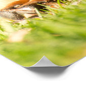 Boerboel Poster (Ecke)