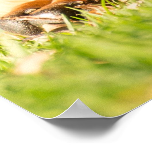 Boerboel Poster (Ecke)