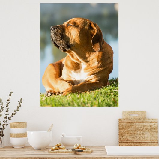 Boerboel Poster (Küche)