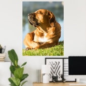 Boerboel Poster (Heimbüro)