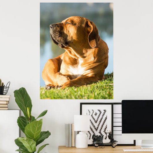Boerboel Poster (Heimbüro)