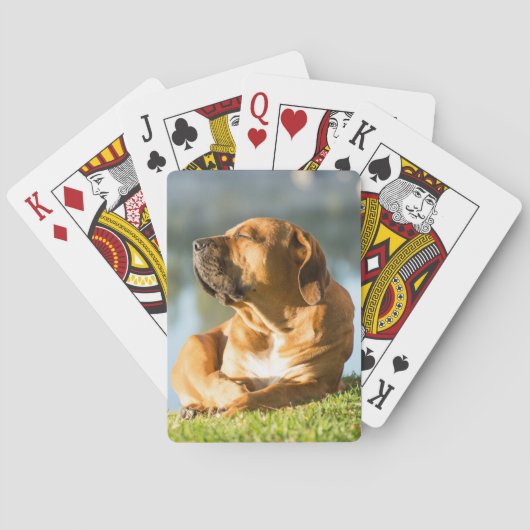 Boerboel Spielkarten (Rückseite)