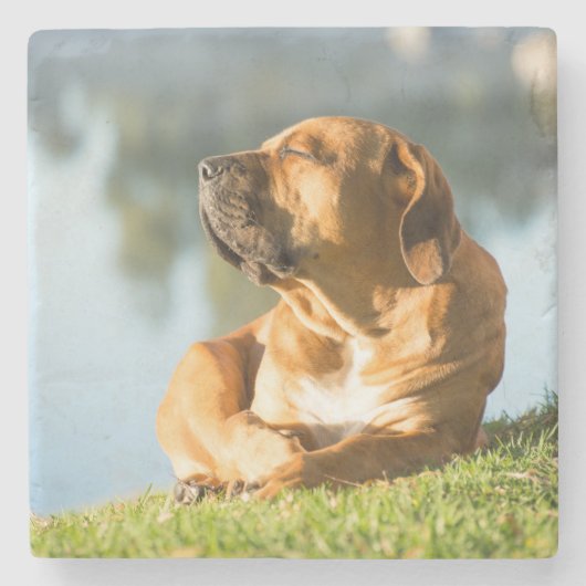 Boerboel Steinuntersetzer (Vorderseite)