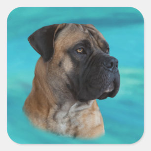 Boerboel - Südafrikanischer Mastiff Quadratischer Aufkleber