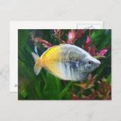 Boesemani Rainbow Postkarte (Vorne/Hinten)