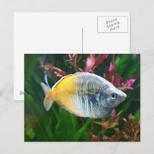 Boesemani Rainbow Postkarte (Vorne/Hinten)