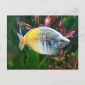 Boesemani Rainbow Postkarte (Vorderseite)