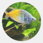 Boesemani Rainbow Runder Aufkleber (Vorderseite)