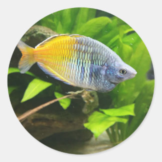 Boesemani Rainbow Runder Aufkleber