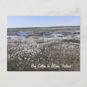 Bog Cotton in Bloom, Offaly, Irland Postkarte