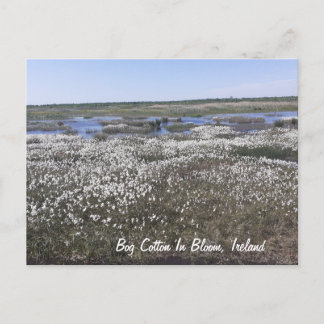 Bog Cotton in Bloom, Offaly, Irland Postkarte