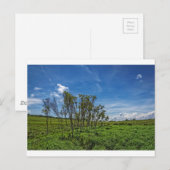 Bog Forest in Big Meadows Postkarte (Vorne/Hinten)