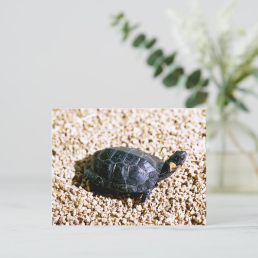 Bog-Schildkröte Postkarte (Stehend Vorderseite)