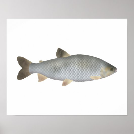 Boga Poster (Vorne)