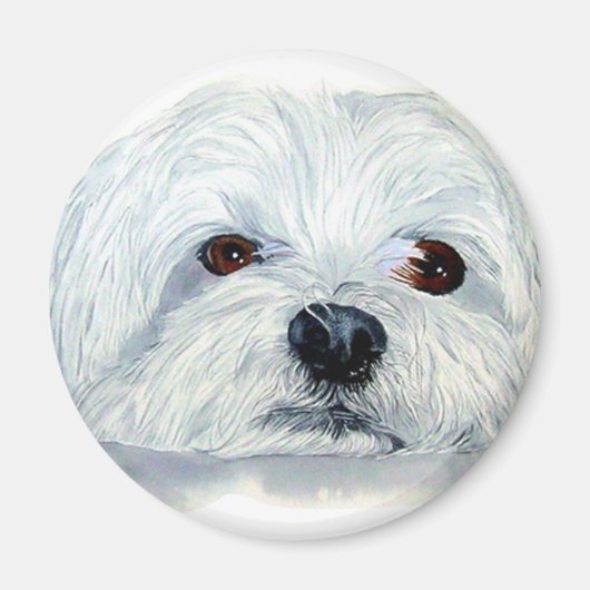 Bogart the Maltese Magnet (Vorne)