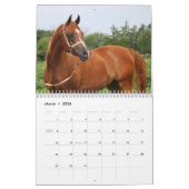 BOGO Colts 2-Jährige Fotos Kalender (Mär 2026)