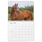 BOGO Colts 2-Jährige Fotos Kalender (Mär 2027)