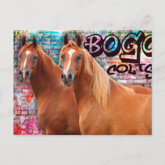 BOGO Colts - Graffiti Post Card - Arabische Pferde Postkarte