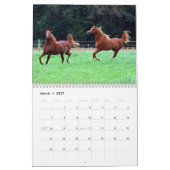 BOGO Colts tragen 3-Jährige pics ein Kalender (Mär 2027)