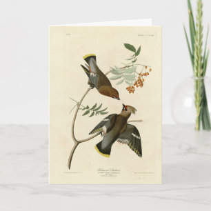 Bohemisch Chatterer (Waxwing) Audubon Birds Americ Karte