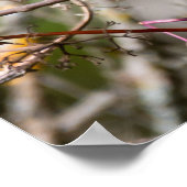 Bohemische Flügel, kanadisches Avian Poster (Ecke)