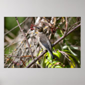 Bohemische Flügel, kanadisches Avian Poster (Vorne)