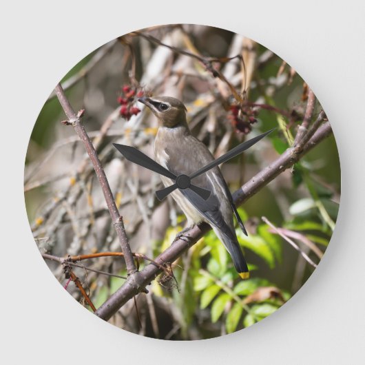 Bohemische Waxwing, kanadische Vogelfotografie Große Wanduhr (Vorderseite)