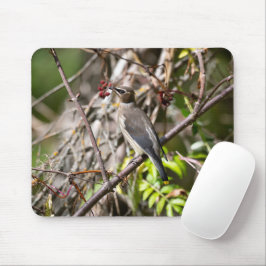 Bohemische Waxwing, kanadische Vogelfotografie Mousepad