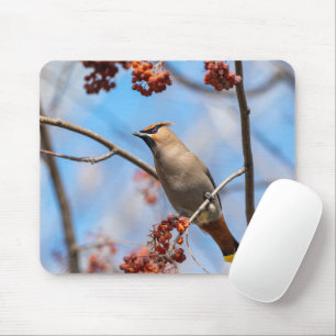 Bohemische Waxwing, Vogelfotografie Mousepad