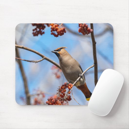 Bohemische Waxwing, Vogelfotografie Mousepad (Mit Mouse)