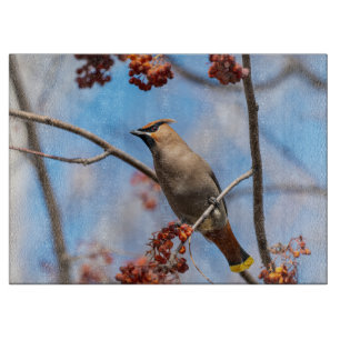 Bohemische Waxwing, Vogelfotografie Schneidebrett