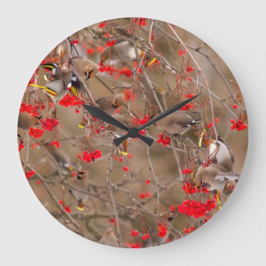 Bohemische Waxwings Fütternd auf der Bergash Große Wanduhr (Vorderseite)