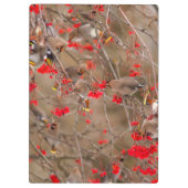 Bohemische Waxwings Fütternd auf der Bergash Klemmbrett (Rückseite)